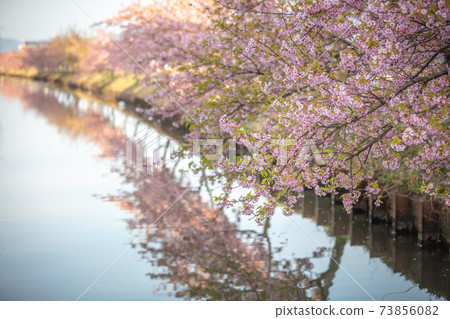 三重縣Ka松川津櫻路 三重縣Ka松川津櫻路 73856082