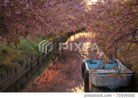 Mie Prefecture Kasamatsu Kawazu Sakura Road 73856088