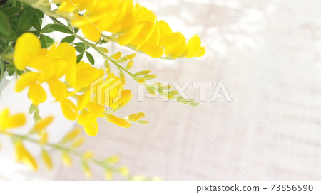 初夏的黃色花朵盆栽的Genisteae(白色木板背景) 初夏的黃色花朵盆栽的Genisteae(白色木板背景) 73856590