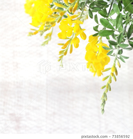 初夏的黃色花朵盆栽的Genisteae（白色木板背景） 73856592
