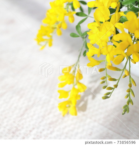 Yellow flowers in early summer Potted Genisteae (background of white wood board) 73856596