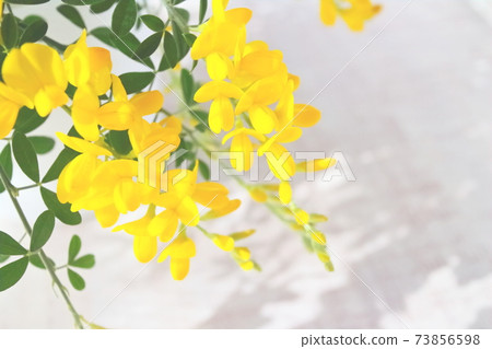 初夏的黃色花朵盆栽的Genisteae(白色木板背景) 初夏的黃色花朵盆栽的Genisteae(白色木板背景) 73856598