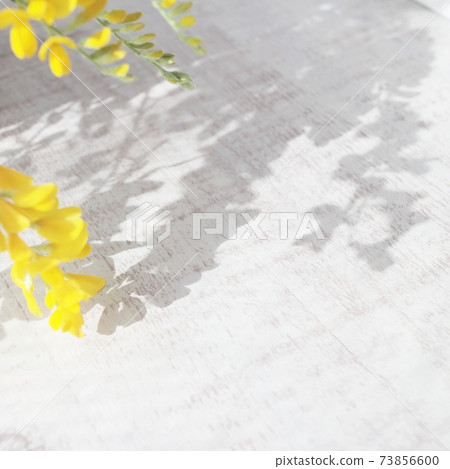 初夏的黃色花朵盆栽的Genisteae(白色木板背景) 初夏的黃色花朵盆栽的Genisteae(白色木板背景) 73856600