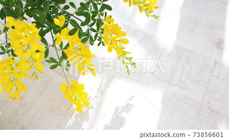 初夏的黃色花朵盆栽的Genisteae(白色木板背景) 初夏的黃色花朵盆栽的Genisteae(白色木板背景) 73856601