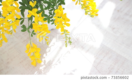 Yellow flowers in early summer Potted Genisteae (background of white wood board) Yellow flowers in early summer Potted Genisteae (background of white wood board) 73856602