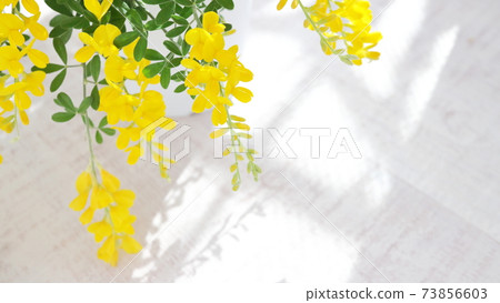 初夏的黃色花朵盆栽的Genisteae(白色木板背景) 初夏的黃色花朵盆栽的Genisteae(白色木板背景) 73856603