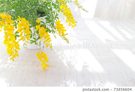Yellow flowers in early summer Potted Genisteae (background of white wood board) 73856604
