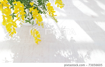 Yellow flowers in early summer Potted Genisteae (background of white wood board) 73856605