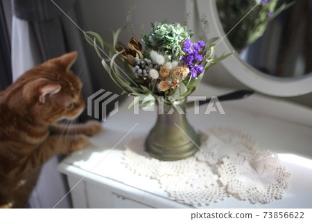 American Shorthair cat sniffing the scent of flowers in a vase American Shorthair cat sniffing the scent of flowers in a vase 73856622