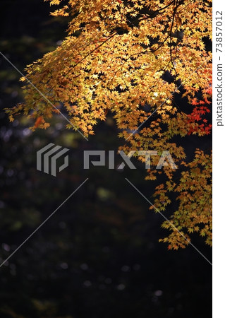 Autumn scenery, autumn trip Autumn scenery, autumn trip 73857012