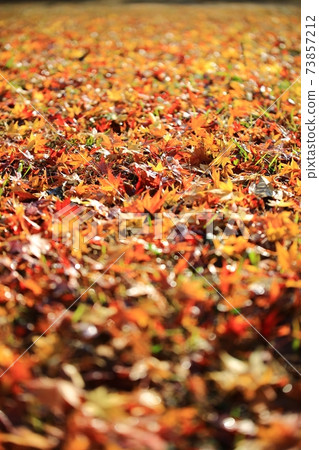 Fall trip, autumn scenery Fall trip, autumn scenery 73857212