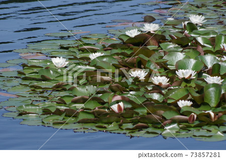 Water lily flowers Water lily flowers 73857281