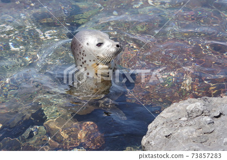 Spotted seal in Senhoshi Misaki Park Spotted seal in Senhoshi Misaki Park 73857283