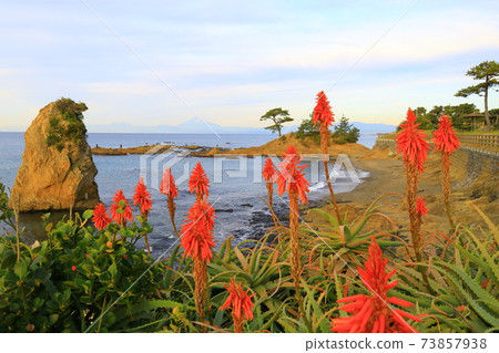 秋屋海岸/立石公園蘆薈花 秋屋海岸/立石公園蘆薈花 73857938