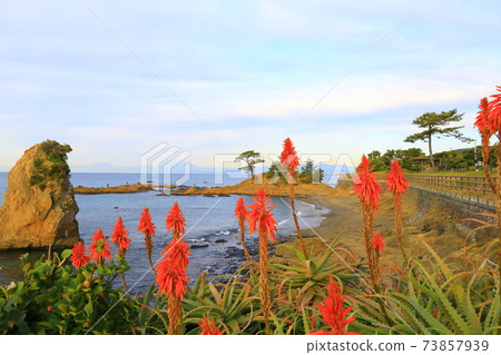 秋屋海岸/立石公園蘆薈花 秋屋海岸/立石公園蘆薈花 73857939