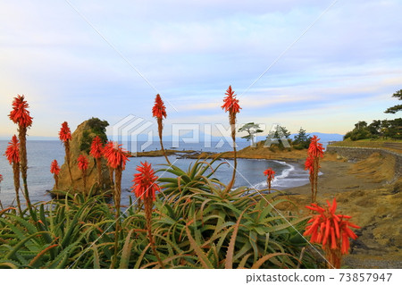 Akiya Coast / Tateishi Park Aloe Flowers 73857947