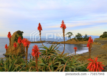 Akiya Coast / Tateishi Park Aloe Flowers 73857948