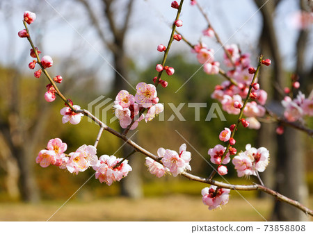 Ume Kotobe Ume Kotobe 73858808