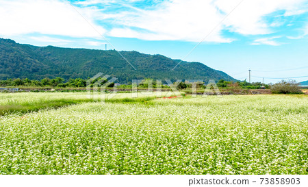 蕎麥花的風景（鳥取市鹿野町） 73858903