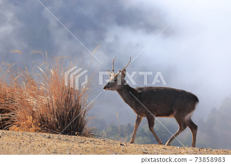 A young stag on the summit of Mt. Wakakusa during the clear fog 73858983