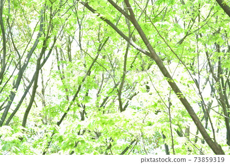 Light of trees Light of trees 73859319