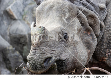 [東山動物園和植物園]印度犀牛 73859484