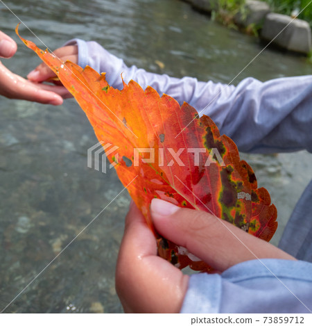 Leaf sink Leaf sink 73859712