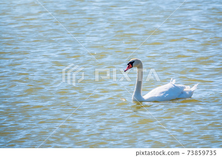 Graceful white Swan swimming in the lake, swans in the wild. Portrait of a white swan swimming on a lake. 73859735