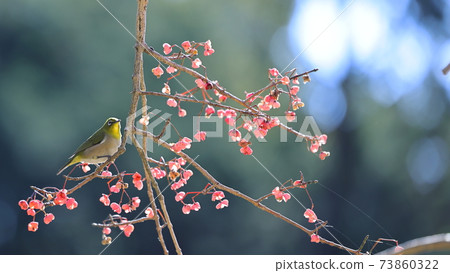 白眼和真弓花 照片素材 圖片 圖庫