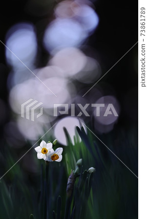 Narcissus Narcissus 73861789