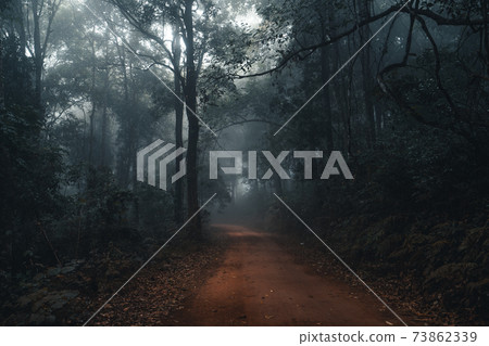 Fog and trees in the tropical forest 73862339
