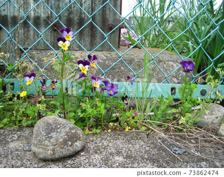 Three-color violets and spring plants that grow in the gaps of the fence Three-color violets and spring plants that grow in the gaps of the fence 73862474