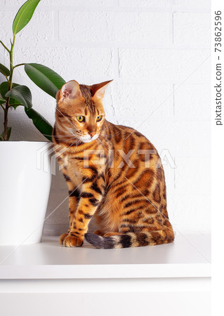 Bengal cat in home jungle. Spotted cat. Bengal cat in home jungle. Spotted cat. 73862596