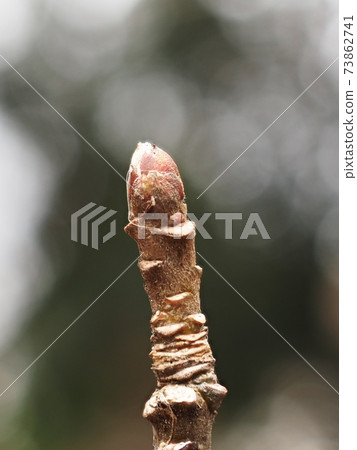一月拍攝的姬路蘋果（姬路蘋果）的冬芽和葉子痕跡（葉子枯死後） 73862741
