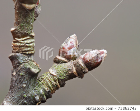 Winter buds and leaf marks of Himeringo Leaf marks can be seen on the face of animals, taken in January 73862742