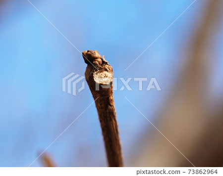 Winter buds and leaf marks of Cercis chinensis (after the leaves have fallen) It looks like an animal's face 73862964