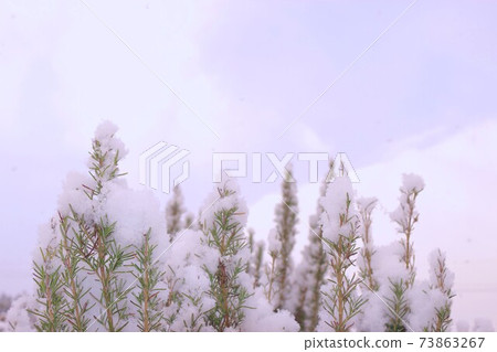 Snow on rosemary 73863267