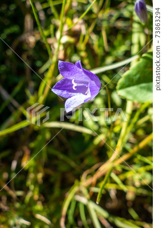 campanula flowers in Vanoise national Park, France 73863294