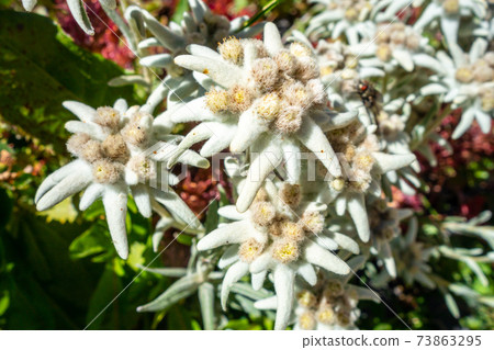 Edelweiss flowers in Vanoise national Park, France 73863295