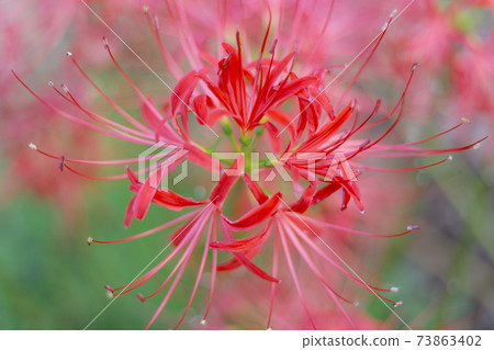 Cluster amaryllis with a fantastic image Cluster amaryllis with a fantastic image 73863402