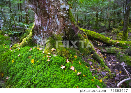 [Nagano Prefecture] Shirakoma no Ike Primitive Forest and Koseitakasugigoke 73863437