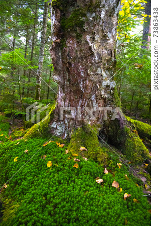 [Nagano Prefecture] Shirakoma no Ike Primitive Forest and Koseitakasugigoke 73863438
