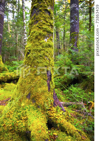[Nagano Prefecture] Shirakoma no Ike virgin forest and Tachihaigoke 73863439
