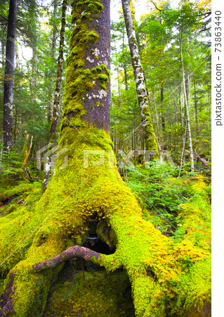 [Nagano Prefecture] Shirakoma no Ike virgin forest and Tachihaigoke 73863440