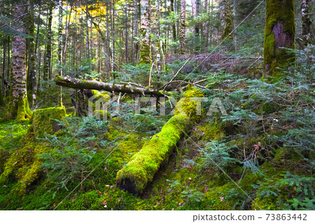 [Nagano Prefecture] Shirakoma no Ike virgin forest 73863442