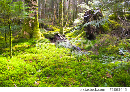 [Nagano Prefecture] Shirakoma no Ike Primitive Forest and Koseitakasugigoke 73863443