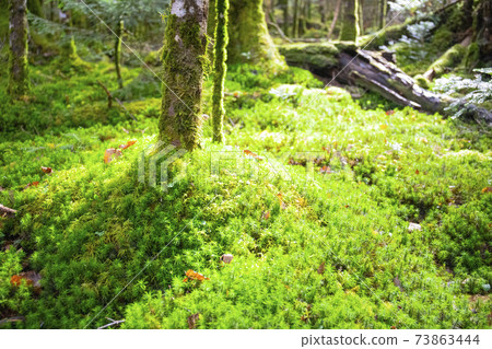 [Nagano Prefecture] Shirakoma no Ike Primitive Forest Koseitakasugigoke 73863444