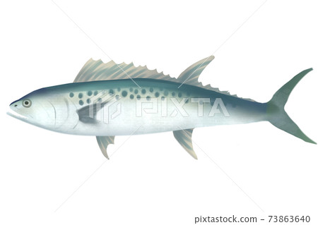 馬鮫魚 馬鮫魚 73863640