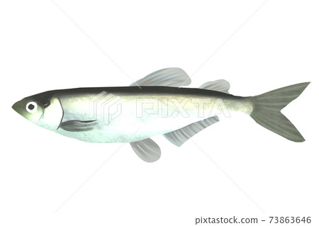 Capelin 73863646