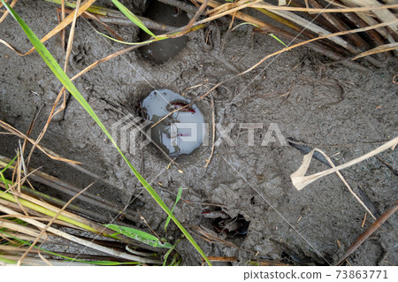 水稻小龍蝦 73863771